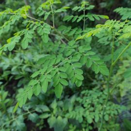 Moringa leaves