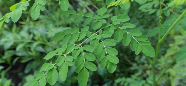 Moringa leaves