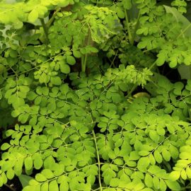 How To Make Moringa Powder?