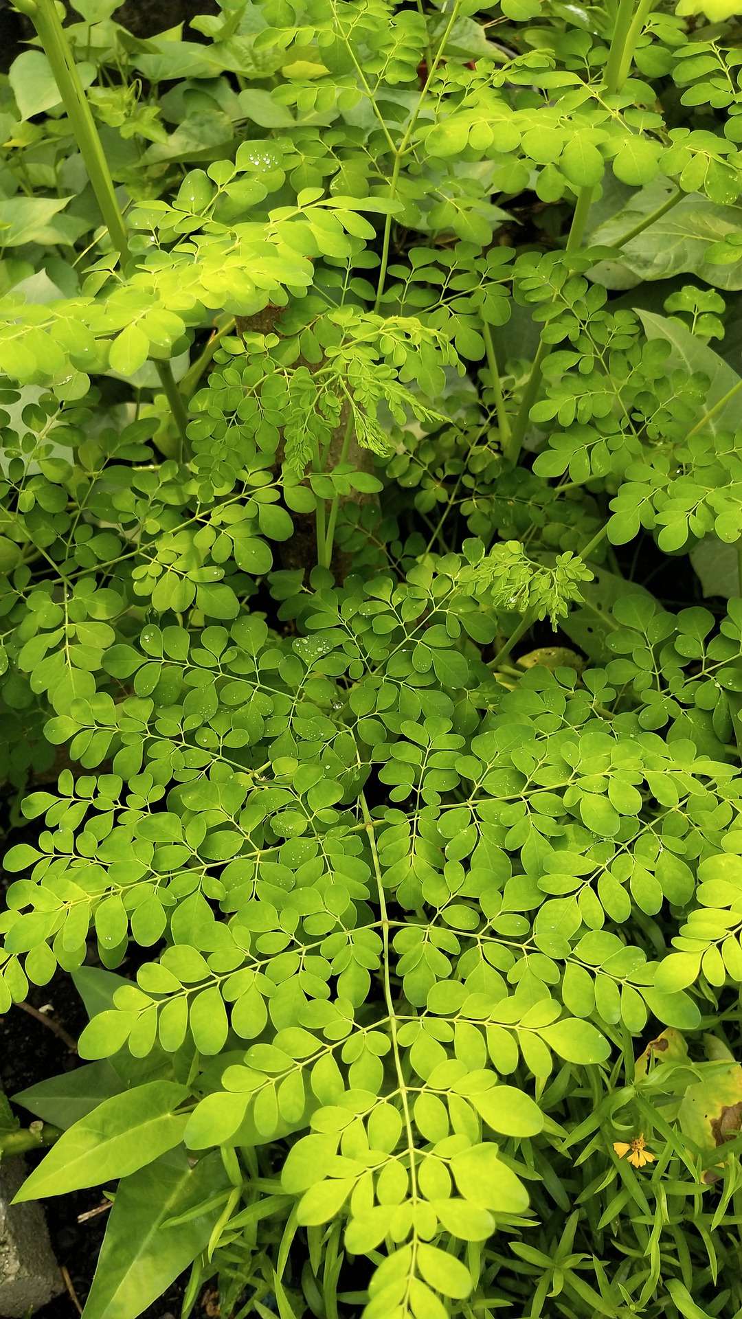 How To Make Moringa Powder?