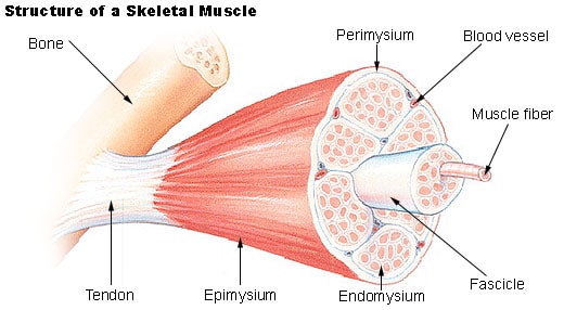 Meat Science: Does Marinating For Flavor Really Work? Structure of the skeletal muscle