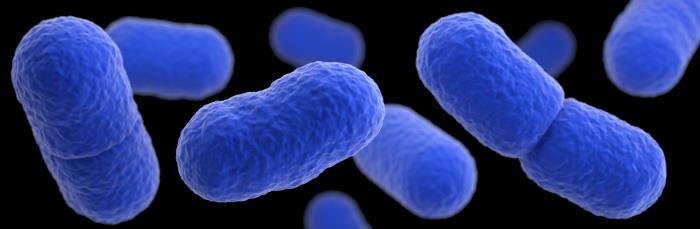 A computer-generated image of a grouping of Listeria monocytogenes bacteria. Photo by CDC/Jennifer Oosthuizen/ James Archer. The 7 Most Common Disease-Causing Bacteria