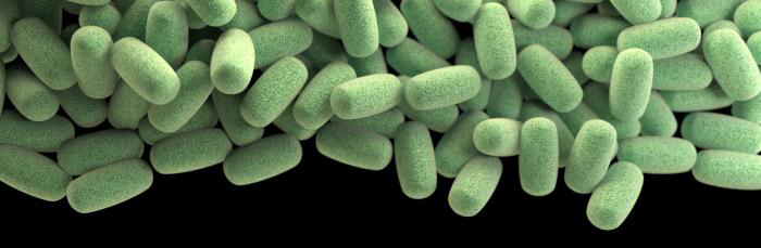 A three-dimensional (3D), computer-generated image of a cluster of barrel-shaped, Clostridium perfringens bacteria. Photo by CDC/Jennifer Oosthuizen/ James Archer.The 7 Most Common Disease-Causing Bacteria