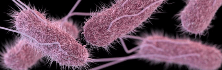 a three-dimensional (3D), computer-generated image of a number of Salmonella bacteria. Photo by CDC/Antibiotic Resistance Coordination and Strategy Unit. The 7 Most Common Disease-Causing Bacteria