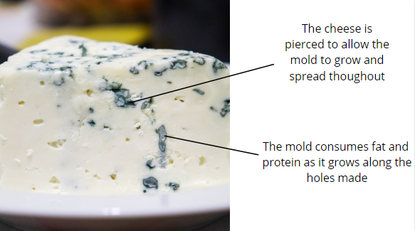 Penicillum Roqueforti in Blue Cheese