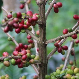 Kopi Luwak (Kape Alamid): The World’s Most Expensive Coffee From Asia