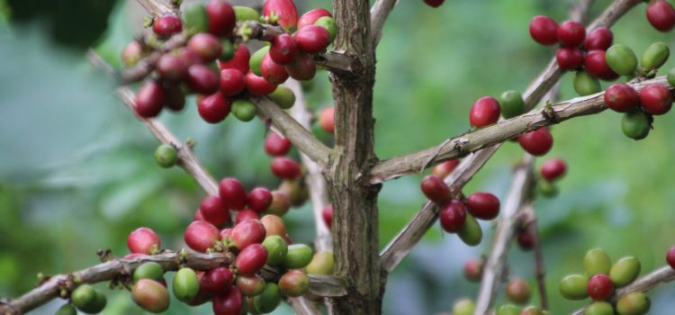 Kopi Luwak (Kape Alamid): The World’s Most Expensive Coffee From Asia