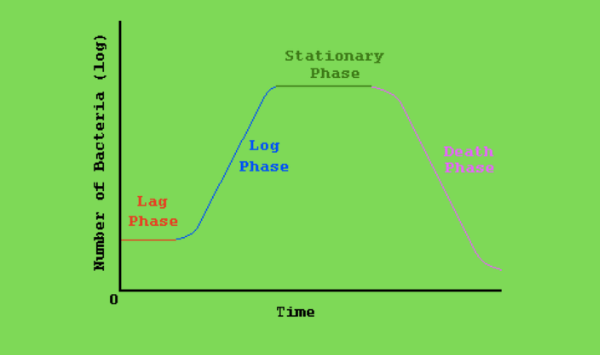 The Phases Of Growth Of Bacteria (Bacterial Growth Curve) - The Food Untold