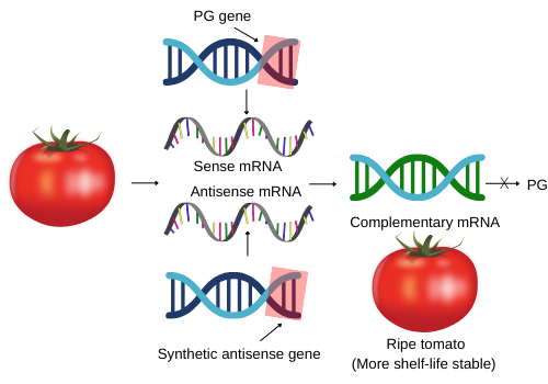 Antisense DNA technology in Flavr SAVR