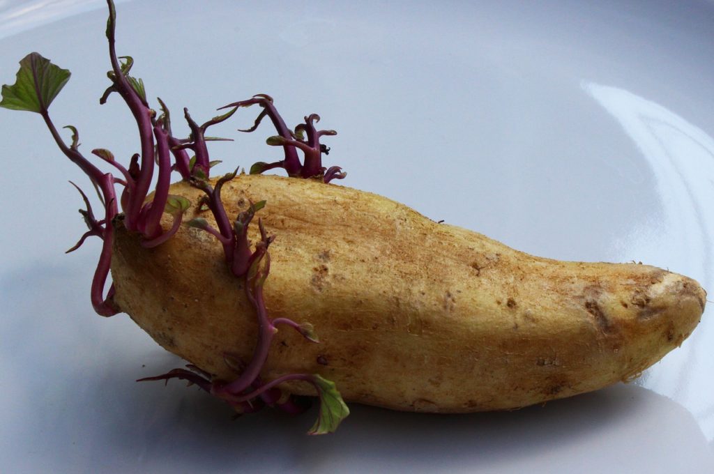 Ionizing radiation can inhibit sprouting in potatoes.