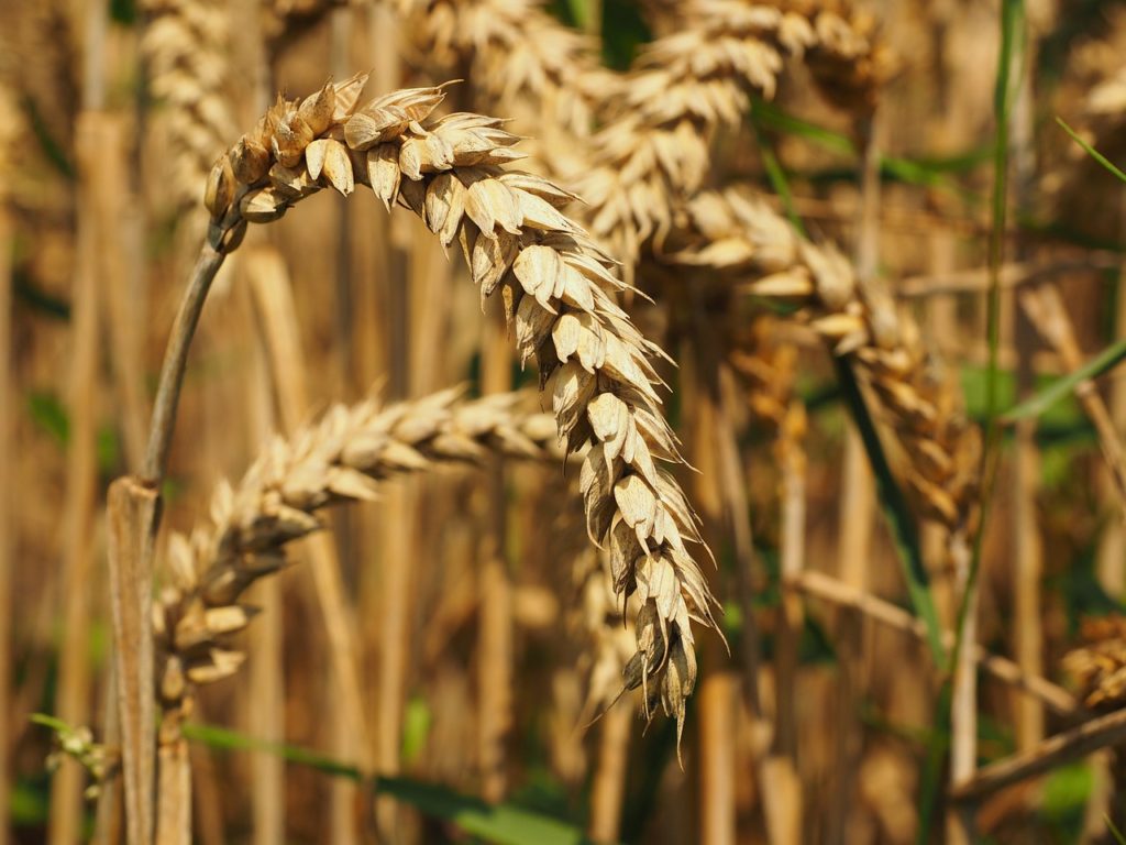 Wheat flour is commonly enriched with B vitamins