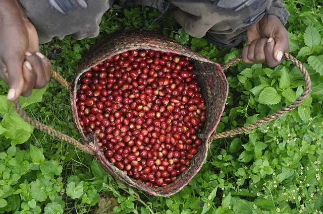 coffee cherries