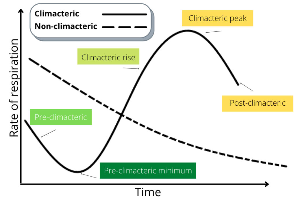 Respiration pattern between climacteric and non-climacteric fruits