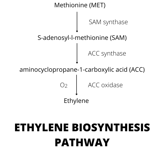 ethylene biosynthesis pathway diagram