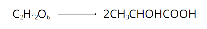 Homolactic fermentation