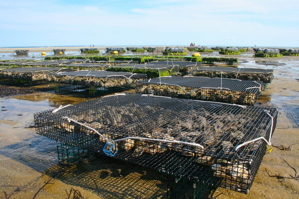 Farming allows oysters to be much safer and available all-year round