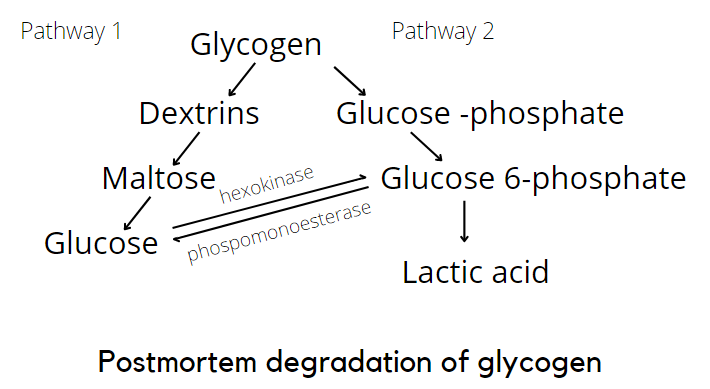 Postmortem degradation of glycogen