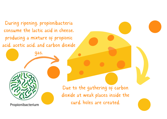 Propionibacteria consume the lactic acid in Swiss cheese to produce carbon dioxide, which is responsible for the formation of holes.