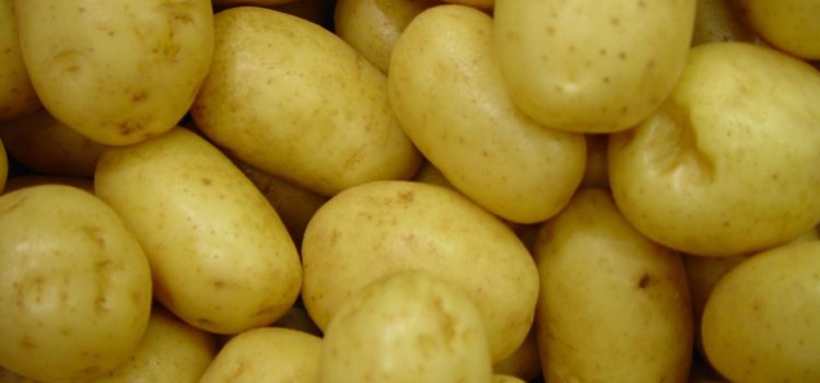 Why Potatoes Turn Green?