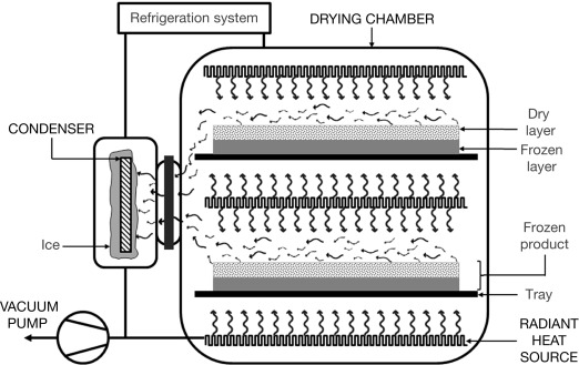 The basic parts of a typical freeze dryer