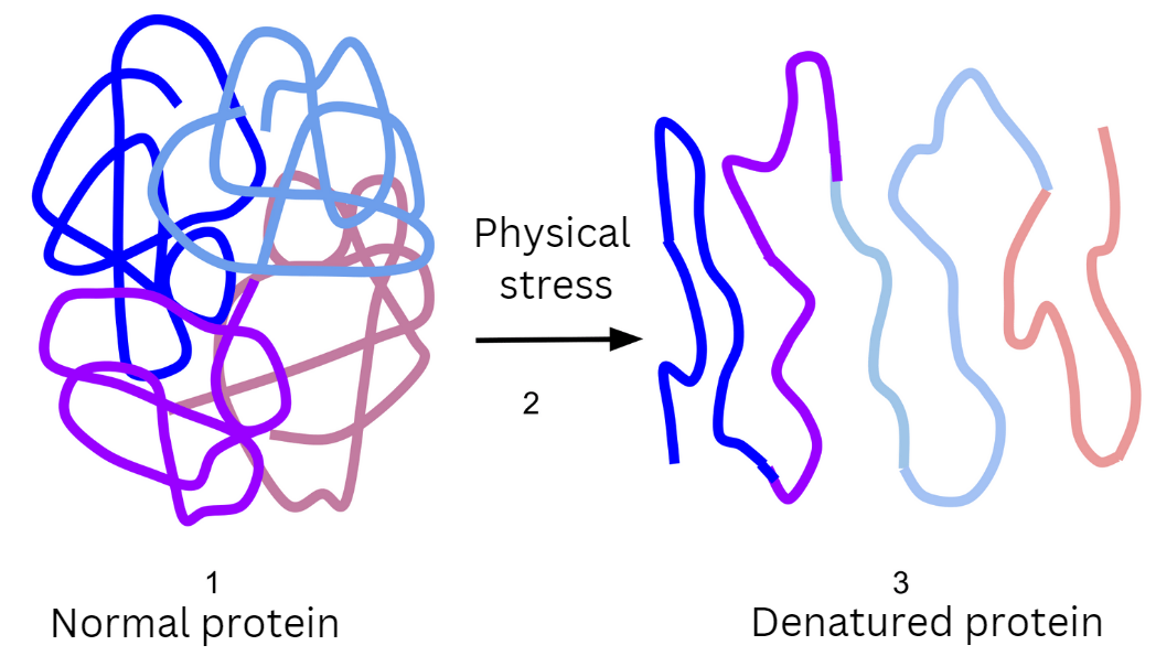 Food Chemistry: What Is Denaturation Of Protein? - The Food Untold