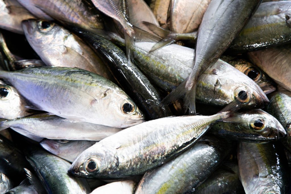 4 Reasons That Make Fish Highly Perishable