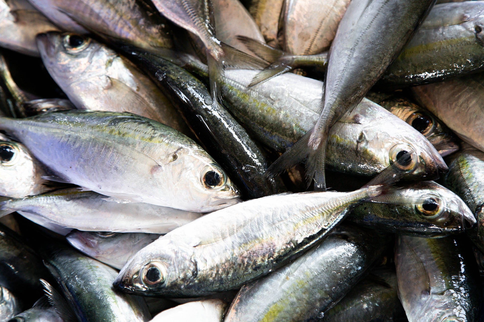These 5 Signs Will Tell You If Fish Is Fresh - The Food Untold