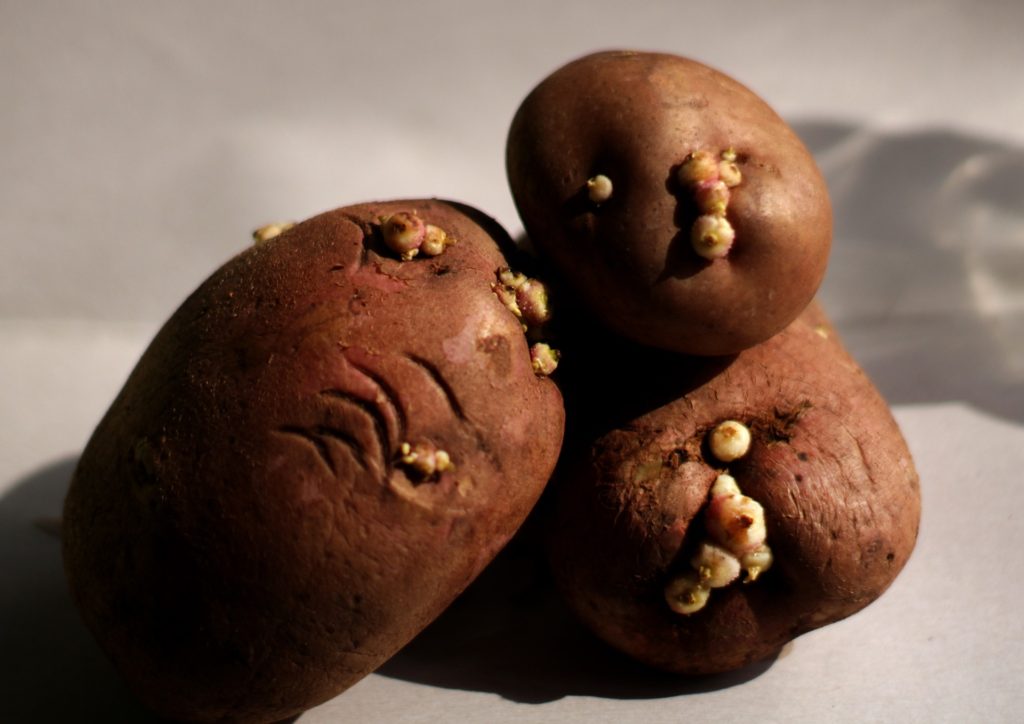 Potatoes Are Sprouting? Here's What You Can Do