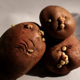 Potato Is Sprouting? Here’s What You Can Do