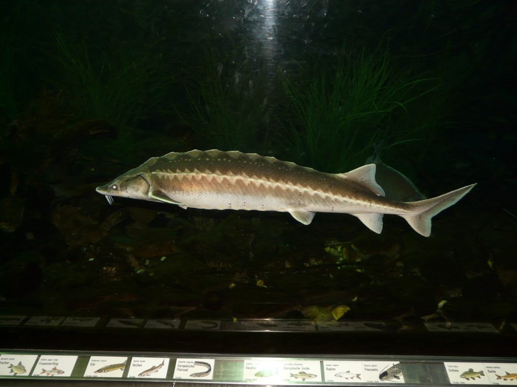 A European sturgeon