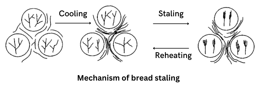 Mechanism of bread staling