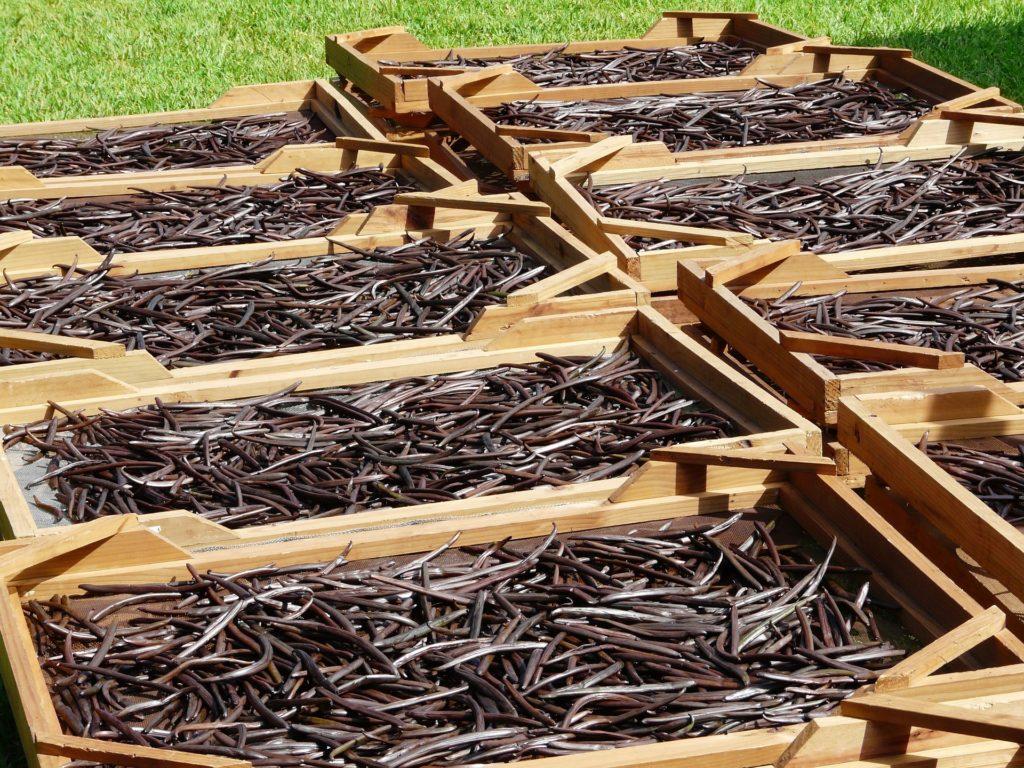 Drying vanilla